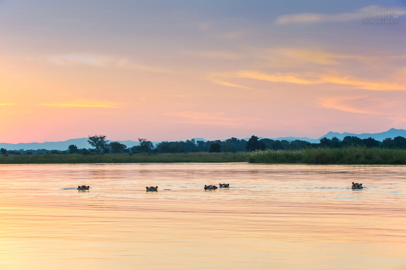 Lower Zambezi - Nijlpaarden bij zonsondergang De Zambezi rivier heeft de hoogste dichtheid van de nijlpaarden en krokodillen: 33 nijlpaarden en zes volwassen krokodillen per kilometer. Overal kan je groepen nijlpaarden vinden. Het zijn vegetarische dieren en grazen vooral ‘s nachts. Het nijlpaard brengt het grootste deel van de dag door in of vlak bij het water. Stefan Cruysberghs